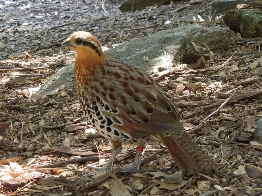 File:Bambusicola fytchii -Smithsonian National Zoo, Washington, USA-8a.jpg
