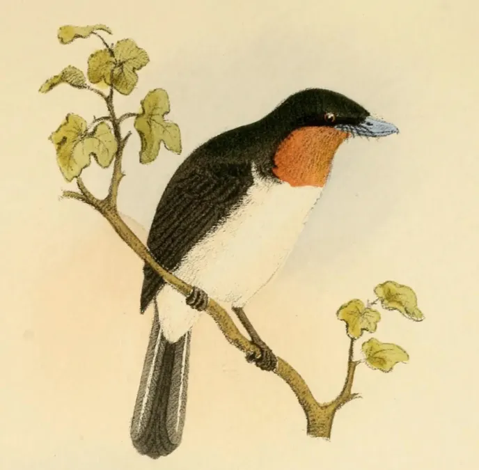 File:Myiagra albiventris Beitrag zur Fauna Centralpolynesiens. Ornithologie der Viti-, Samoa- und Tonga-Inseln Pl9.jpg