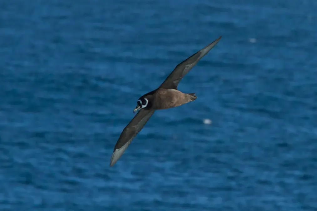 File:Spectacled Petrel, Procellaria conspicillata.jpg