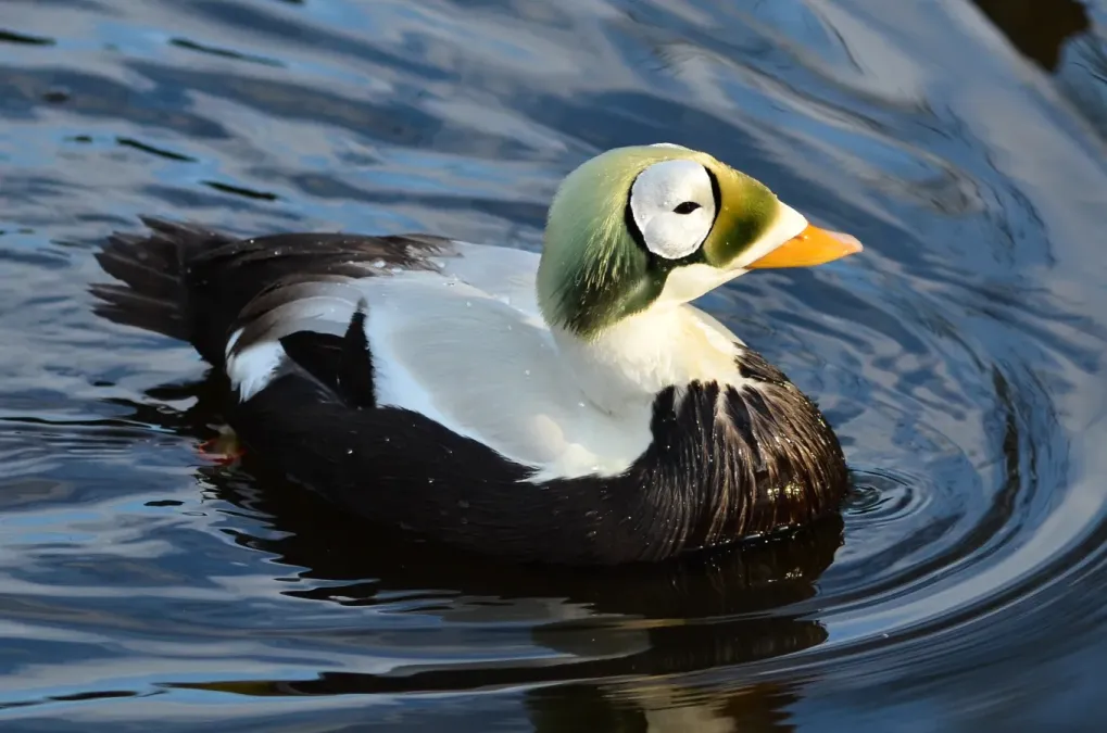 File:Somateria fischeri (Spectacled Eider - Plüschkopfente) - Weltvogelpark Walsrode 2012-06.jpg