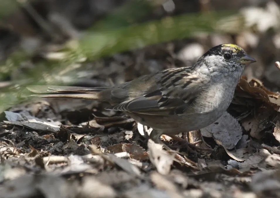 File:Golden-crowned Sparrow (Zonotrichia atricapilla) at ohizumi ryokuchi.jpg