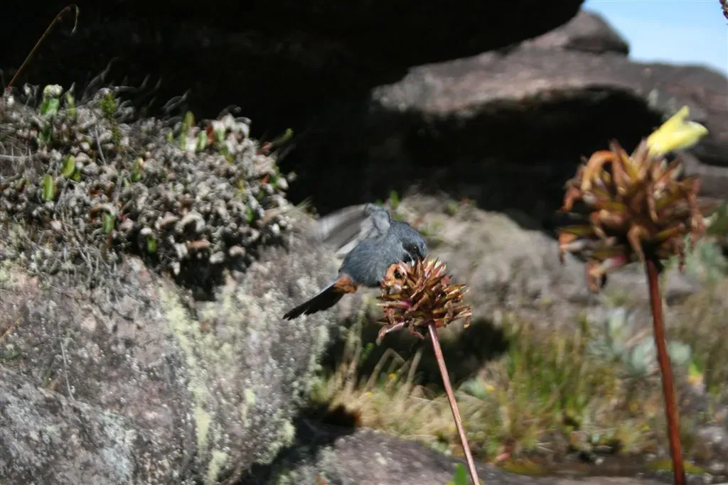 File:Greater flowerpiercer Diglossa major feeding on Orectanthe sceptrum flower, Mount Roraima, Venezuela.jpg