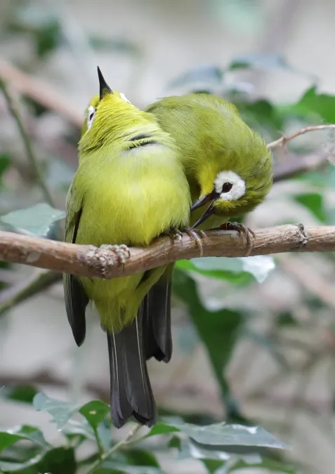 File:Zosterops poliogastrus kikuyuensis - Tiergarten Schönbrunn - Ausschnitt.jpg