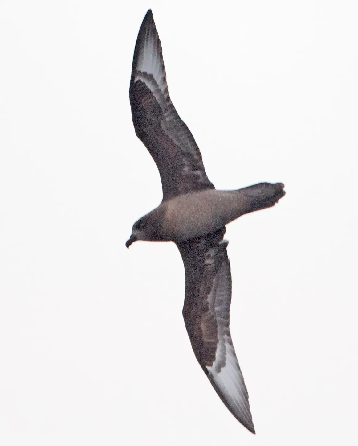 File:Pterodroma solandri 1 - SE Tasmania.jpg
