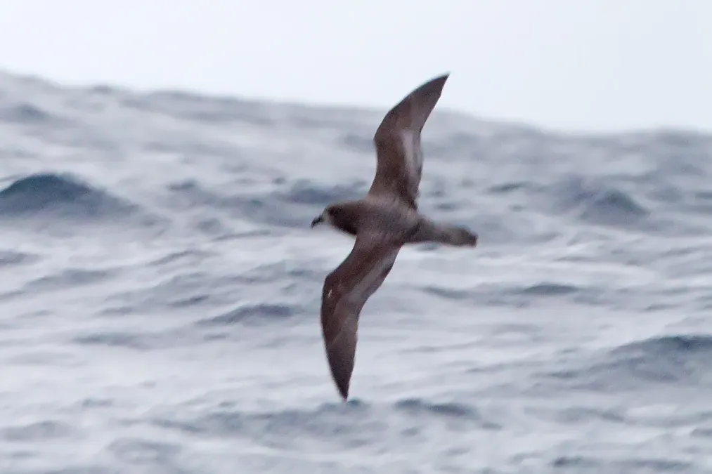 File:Pterodroma solandri 2 - SE Tasmania.jpg