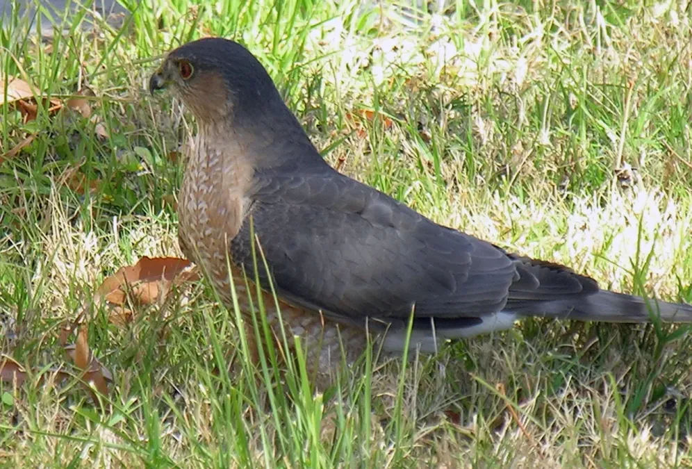 File:Accipiter striatus 29 Jan 06.jpg