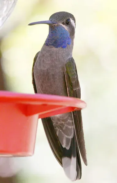 File:Lampornis clemenciae.jpg