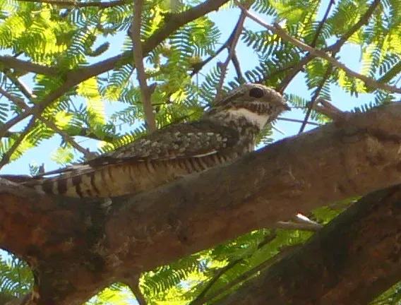 File:Chordeiles acutipennis Sonny Bono.jpg