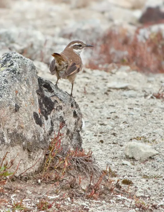 File:Cinclodes fuscus - Venezuela.jpg