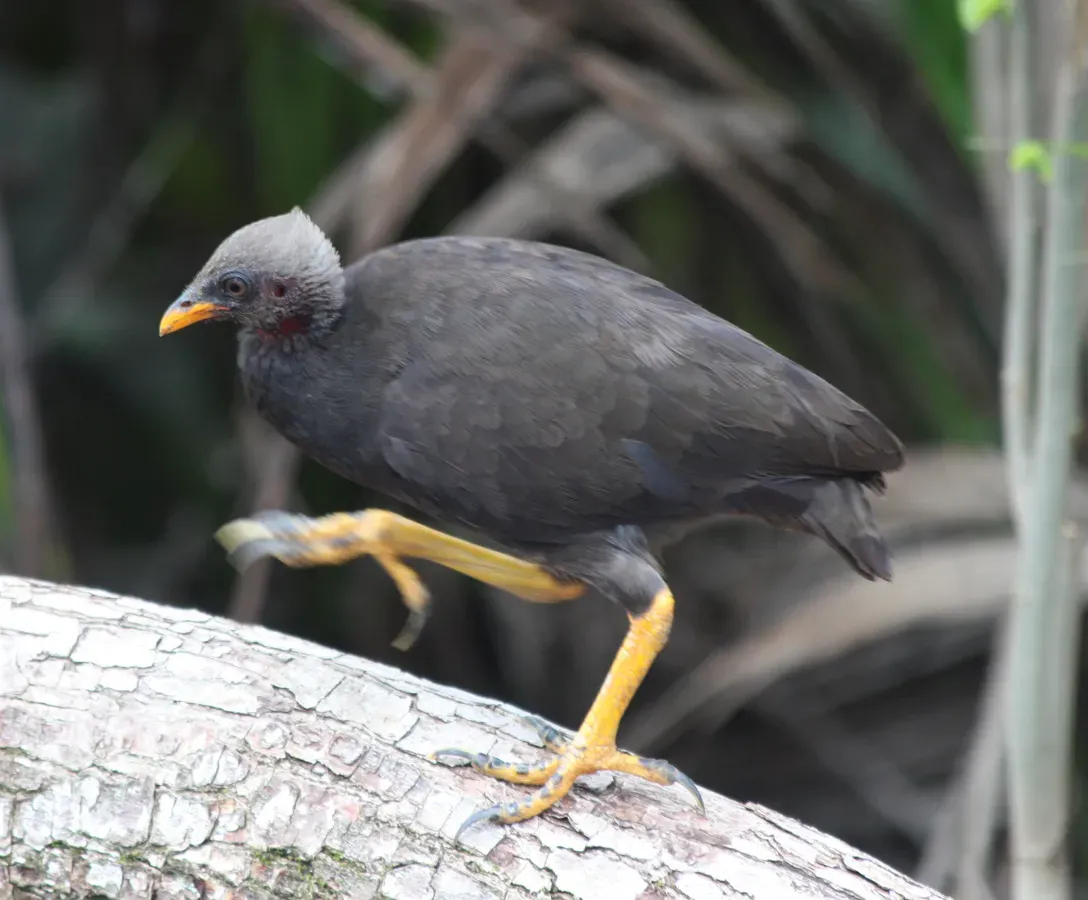 File:Micronesian megapode 7(Megapodius laperouse).jpg
