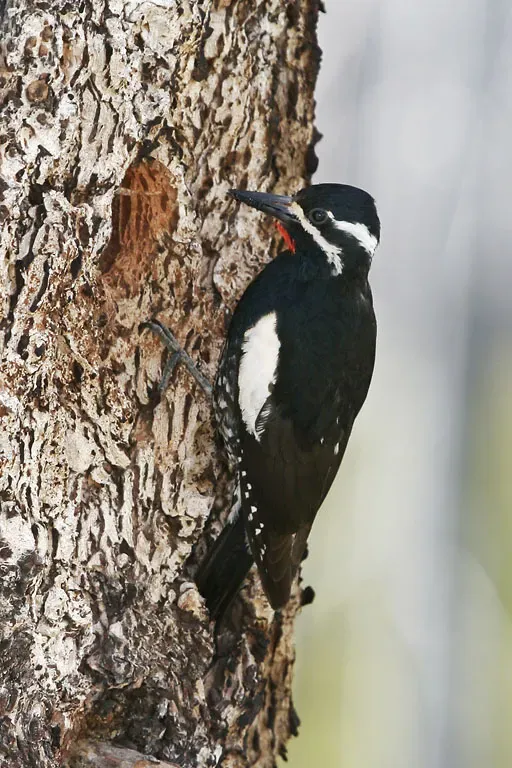 File:Williamson's Sapsucker, Sphyrapicus thyroideus, male.jpg