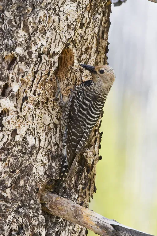 File:Williamson's Sapsucker, Sphyrapicus thyroideus, female.jpg
