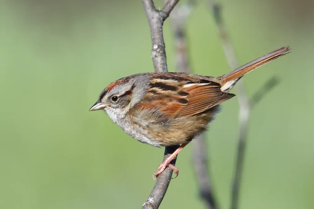 File:Melospiza georgiana MN2.jpg