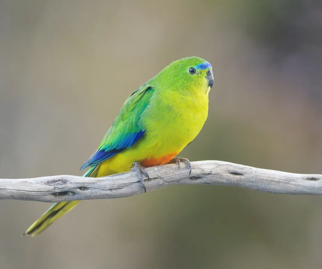 File:Neophema chrysogaster female 2 - Melaleuca.jpg