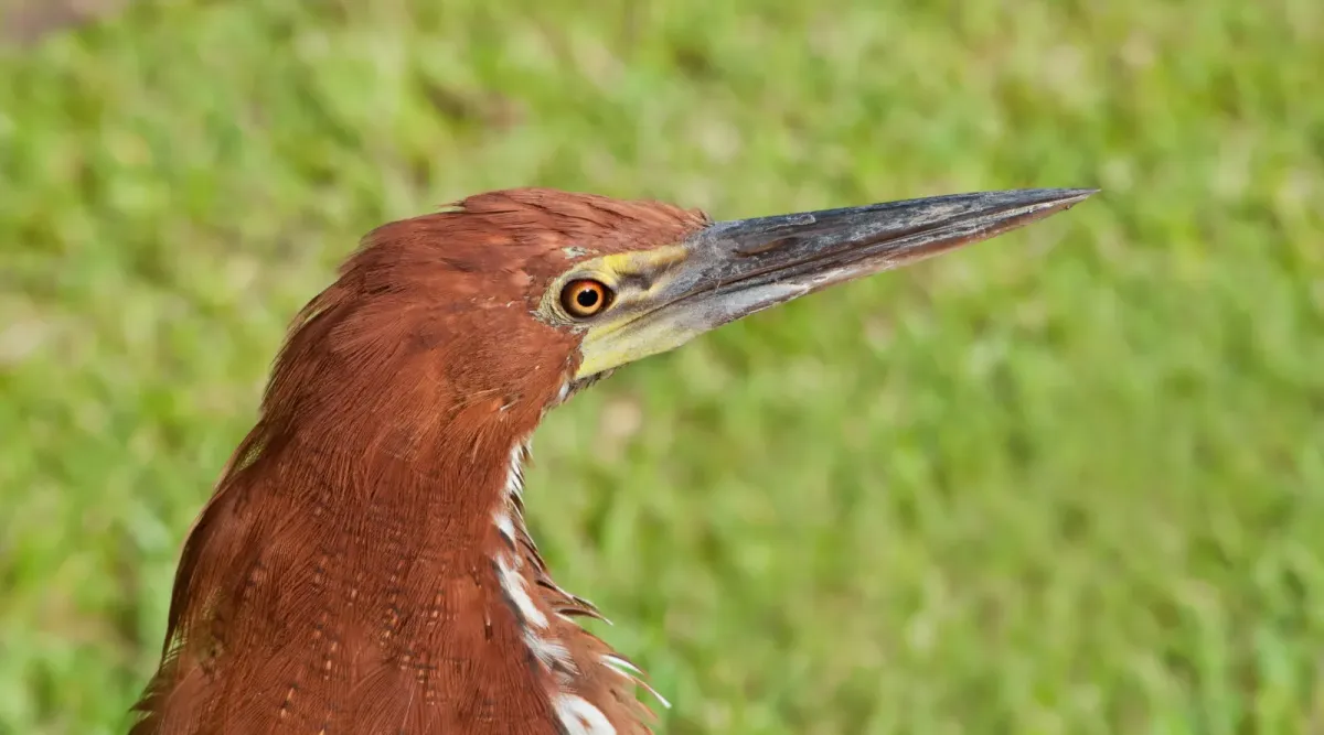 File:Tigrisoma lineatum portrait.jpg