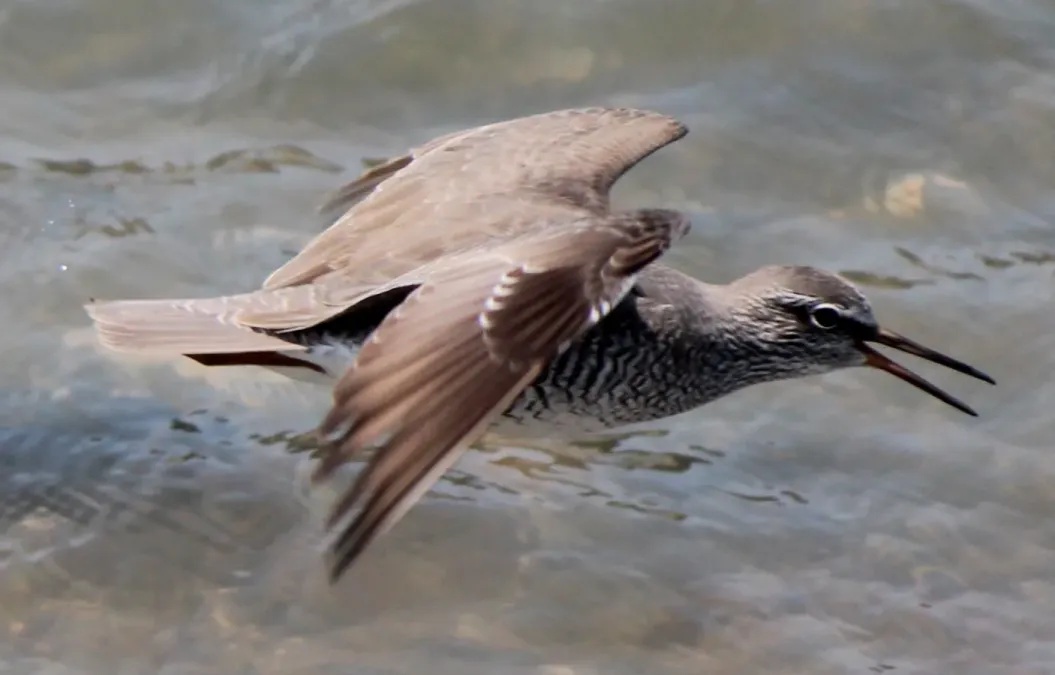 File:Tringa brevipes in flight.JPG