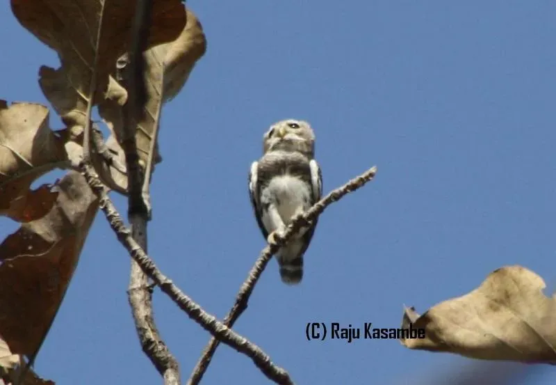File:Forest Owlet (Heteroglaux blewitti, Athene blewitti) in Melghat Tiger Reserve Maharashtra (1).jpg