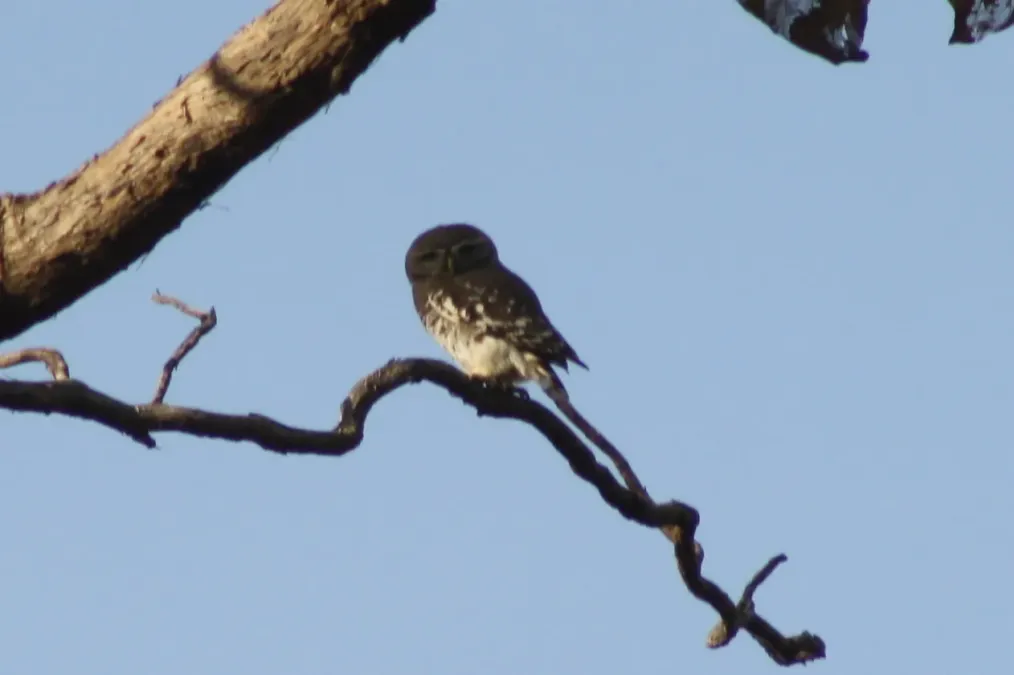 File:Forest Owlet (Heteroglaux blewitti, Athene blewitti) in Melghat Tiger Reserve Maharashtra (2).jpg