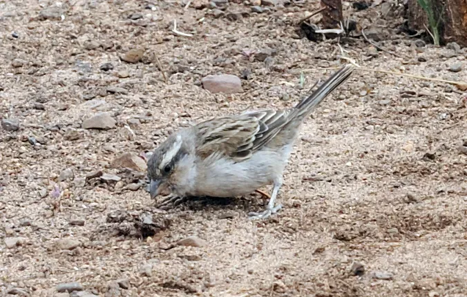 File:Passer iagoensis Sal.jpg