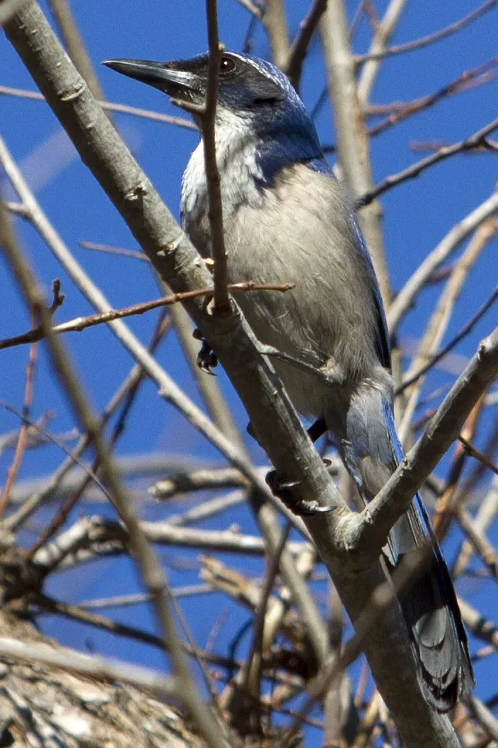 File:Island Scrub Jay Aphelocoma insularis.jpg