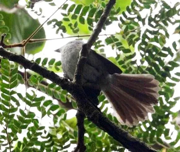 File:Trochocercus cyanomelas, Krantzkloof, b.jpg