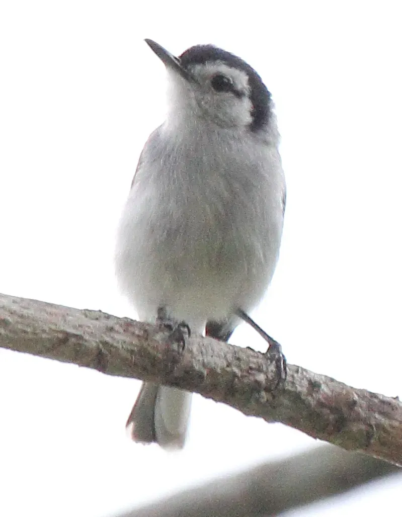 File:Tropical Gnatcatcher (Polioptila plumbea).jpg