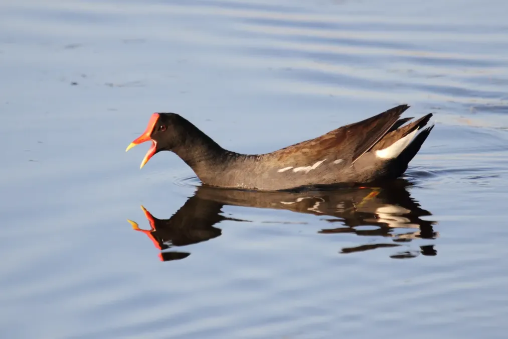 File:Gallinula galeata MP.jpg