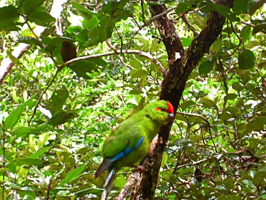 File:Cyanoramphus saisseti Parc de la rivière bleue.jpg