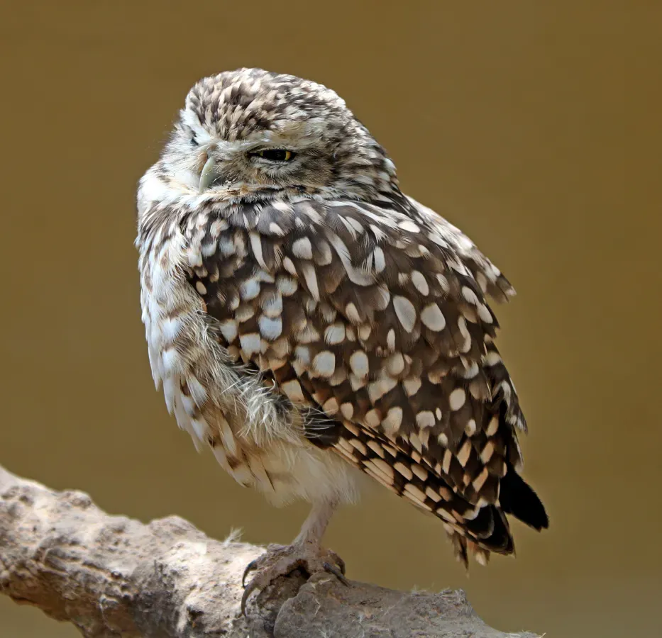 File:Athene cunicularia 01.jpg