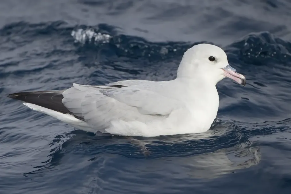 File:Fulmarus glacialoides - SE Tasmania.jpg