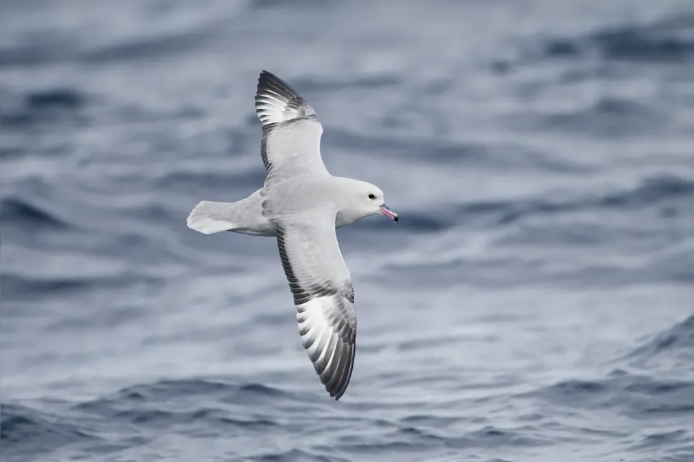 File:Fulmarus glacialoides in flight - SE Tasmania.jpg