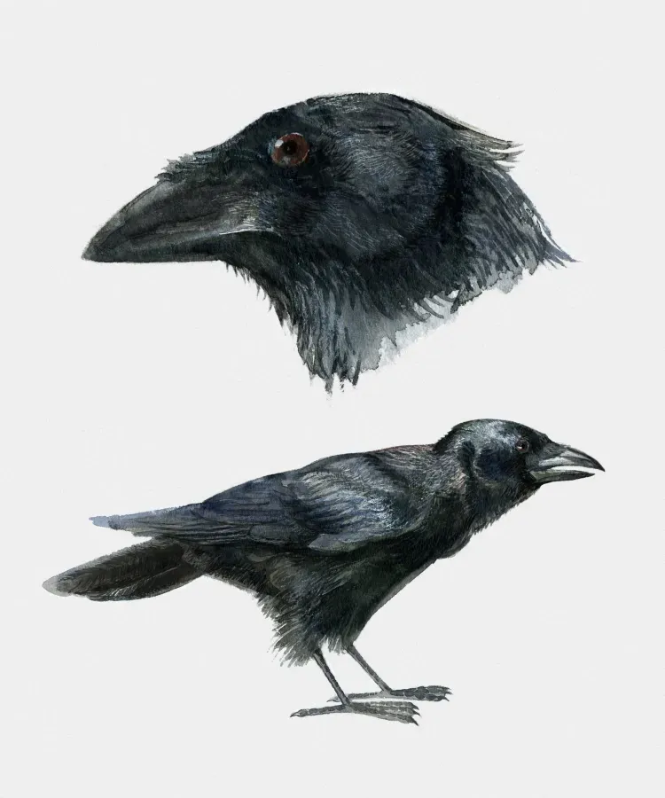 File:Corvus palmarum.jpg