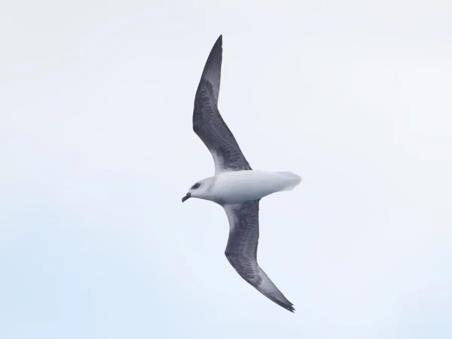 File:Pterodroma lessonii in flight - SE Tasmania.jpg