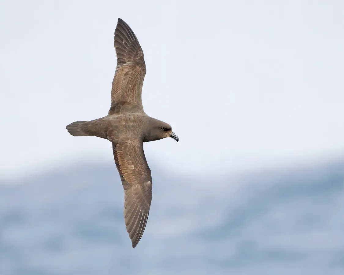 File:Pterodroma macroptera in flight 3 - SE Tasmania.jpg