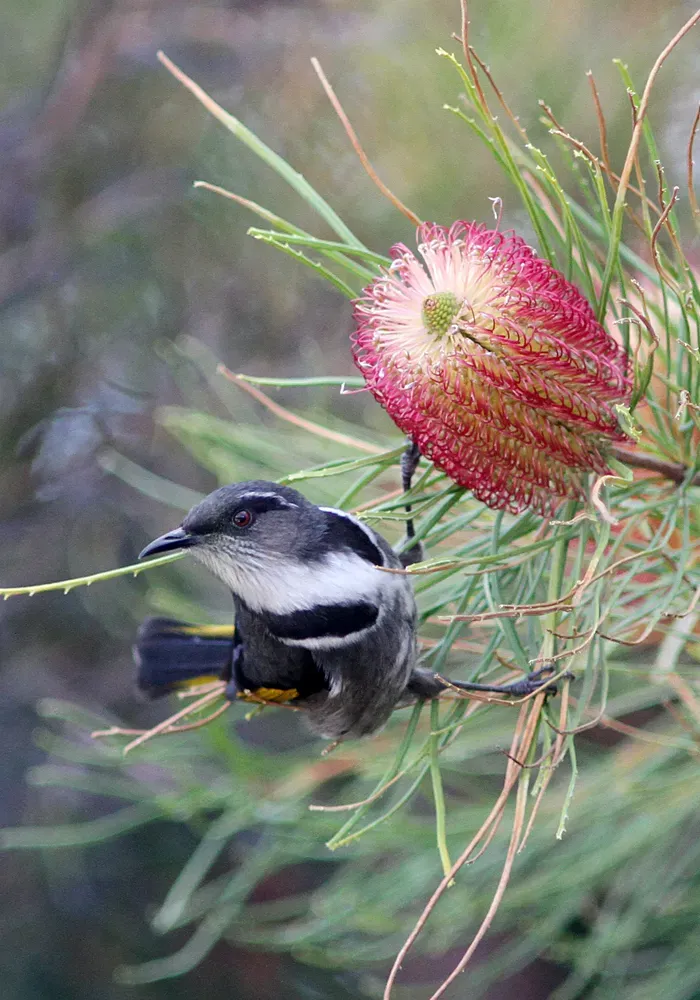 File:Crescent Honeyeater 2 (Phylidonyris pyrrhopterus).jpg
