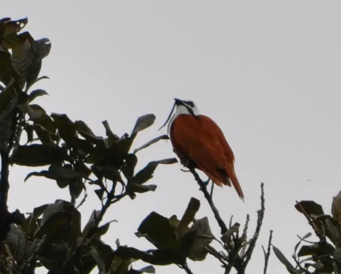 File:Procnias tricarunculatus -Costa Rica -male-6a.jpg