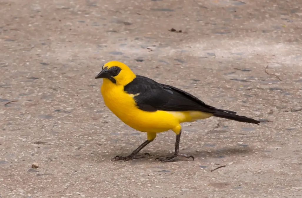 File:Gymnomystax mexicanus - Tordo maicero - Venezuela.jpg