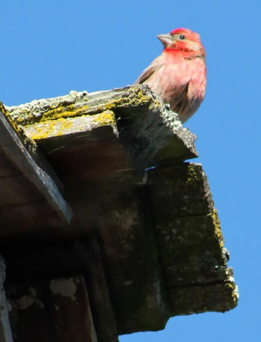 File:Haemorhous purpureus in Sonoma California - Sarah Stierch - C.jpg