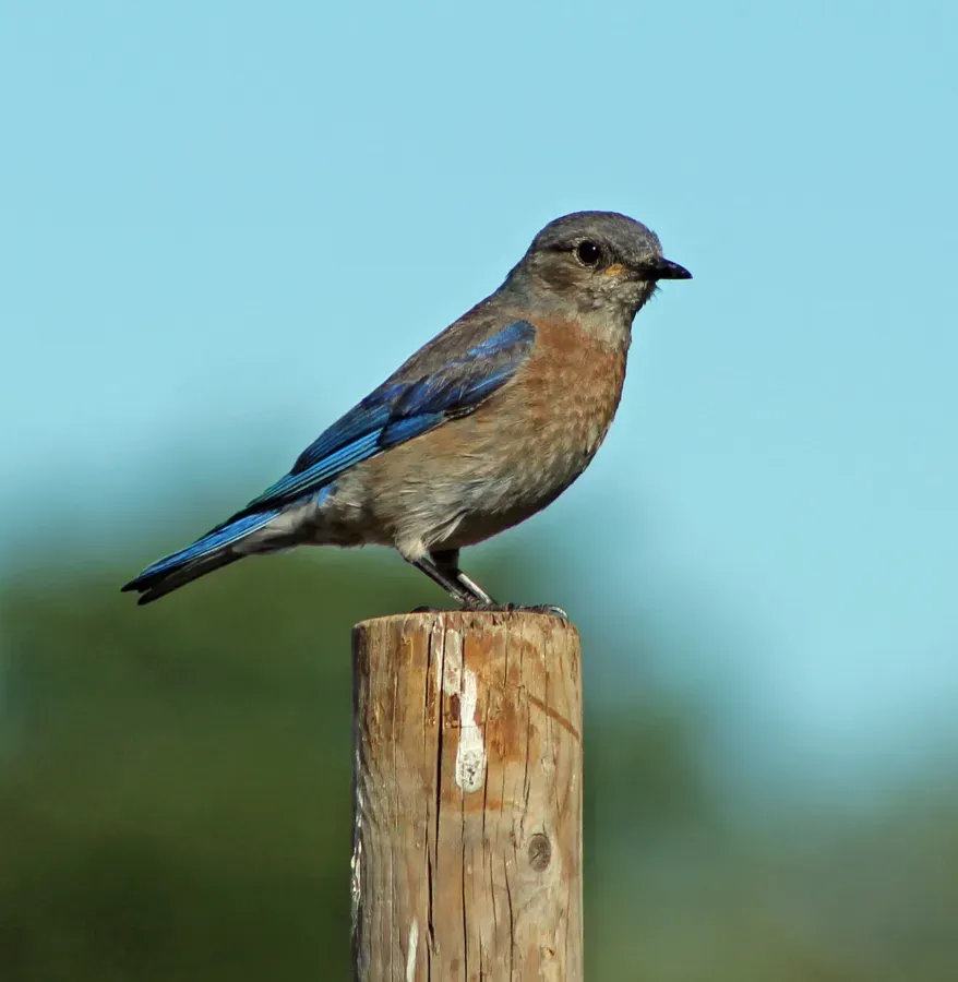 File:Sialia mexicana in Sonoma - California - Sarah Stierch - B.jpg