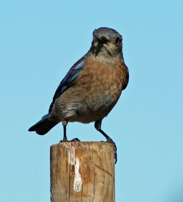 File:Sialia mexicana in Sonoma - California - Sarah Stierch - A.jpg