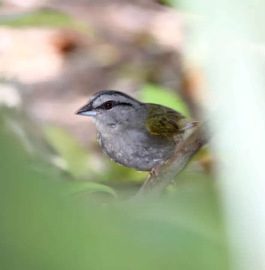 File:Arremonops chloronotus.jpg