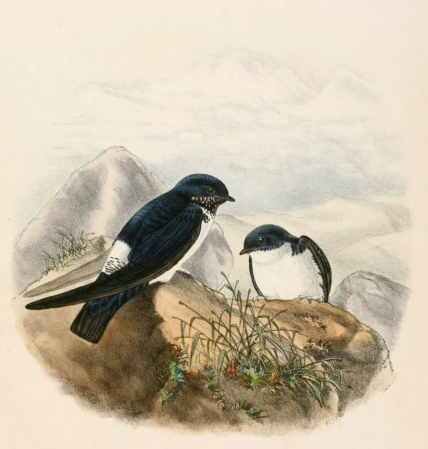 File:Delichon nipalense 1894.jpg
