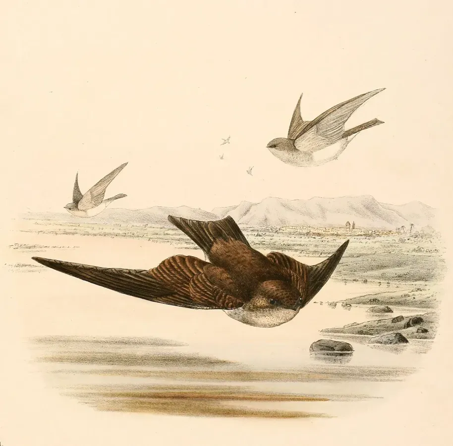 File:Riparia chinensis 1894.jpg