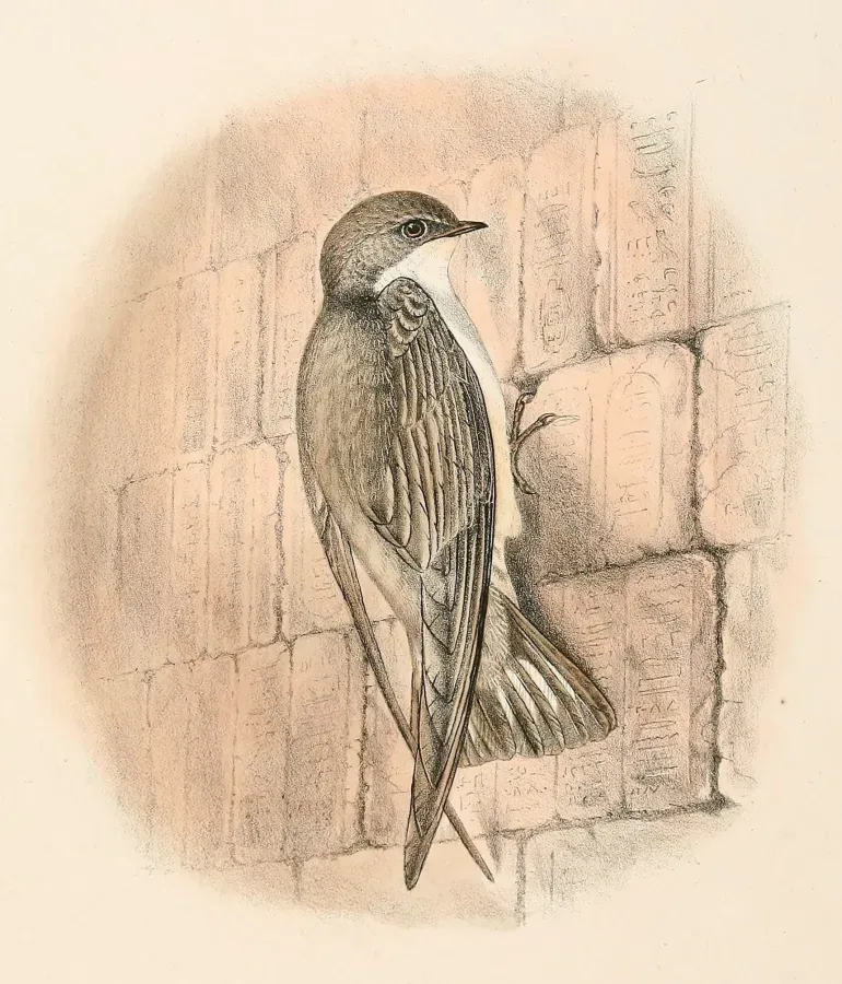 File:Ptyonoprogne obsoleta 1894.jpg