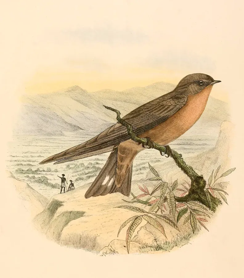 File:Ptyonoprogne fuligula 1894.jpg