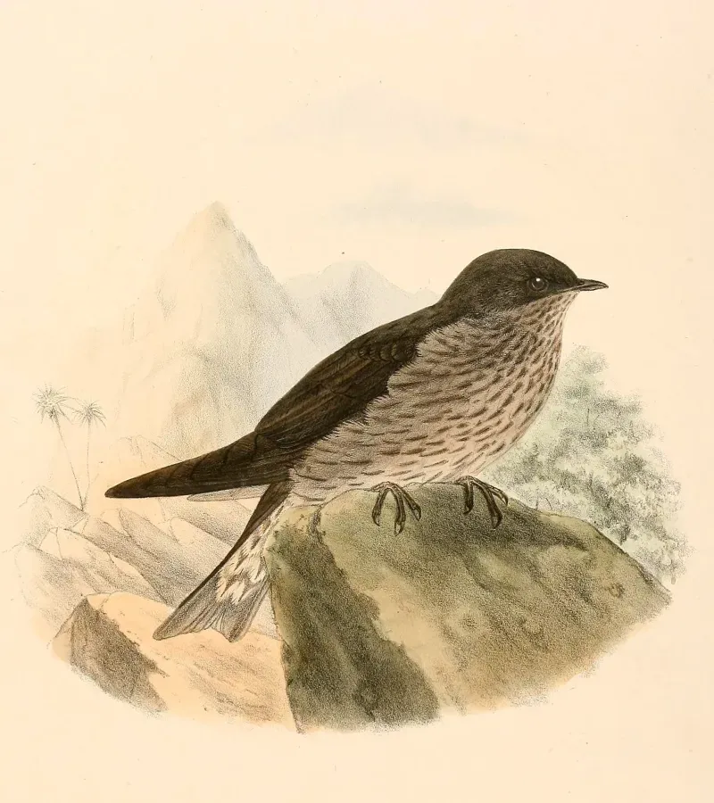 File:Phedina borbonica 1894.jpg