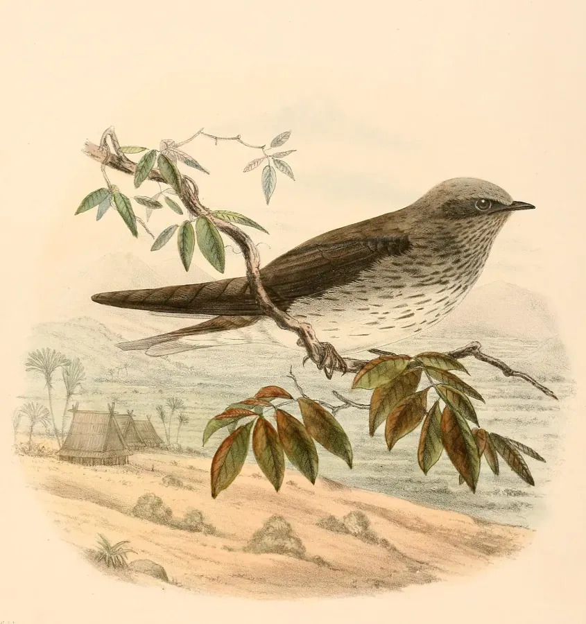 File:Phedina borbonica madagascariensis 1894.jpg