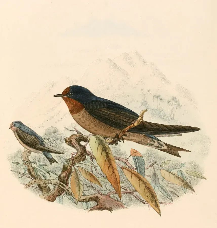 File:Hirundo tahitica 1894.jpg