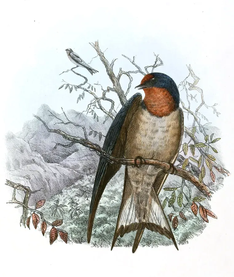 File:Hirundo angolensis 1894.jpg