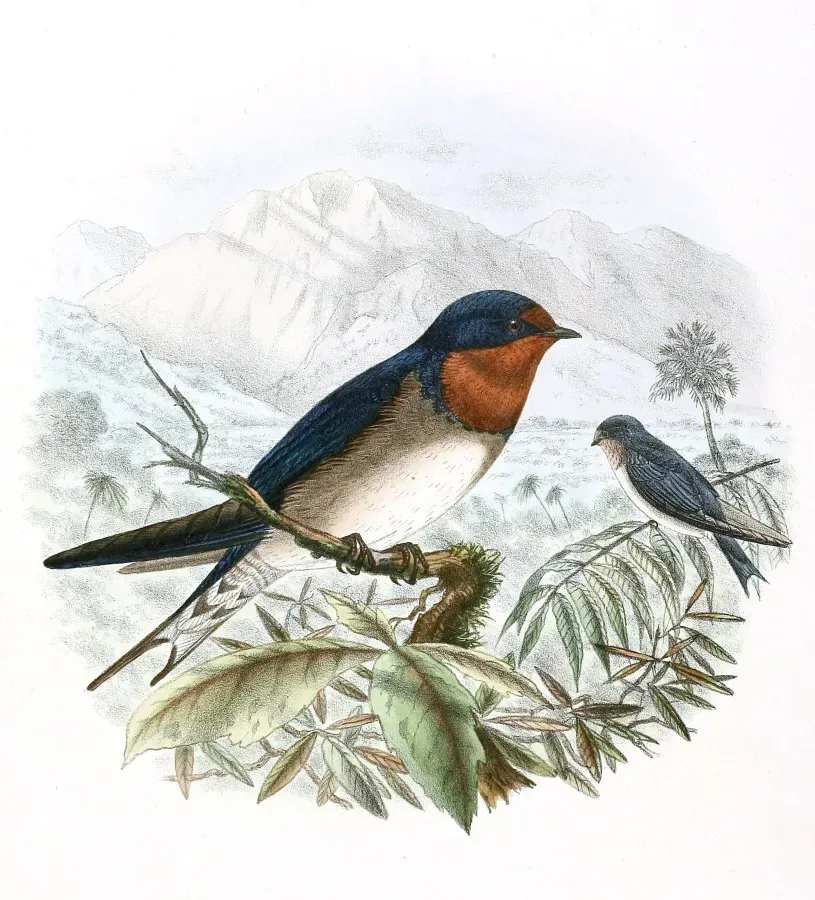 File:Hirundo angolensis, arcticincta race 1894.jpg